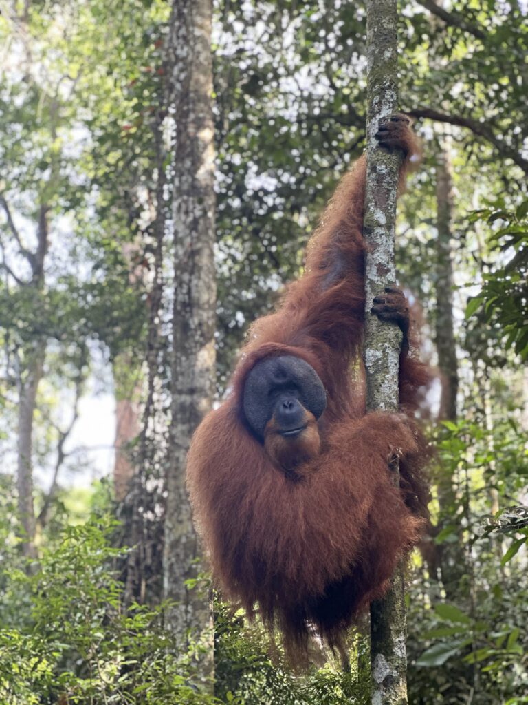 Sumatra Orangutan