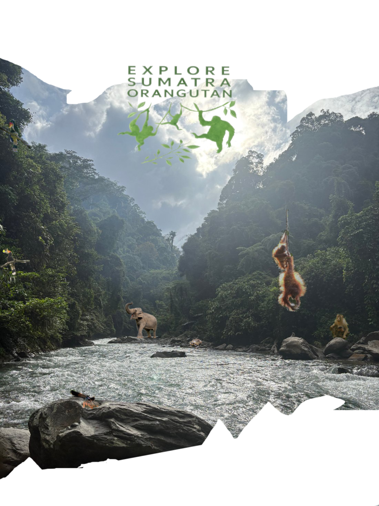 Explore Sumatra Orangutan