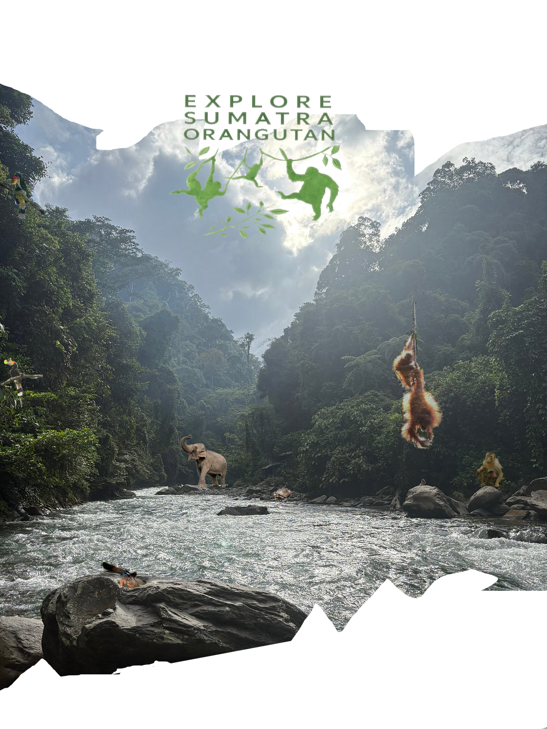 Explore Sumatra Orangutan